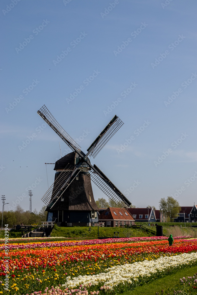 dutch windmills and tulip fields