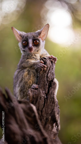 The lesser bushbaby close up photo