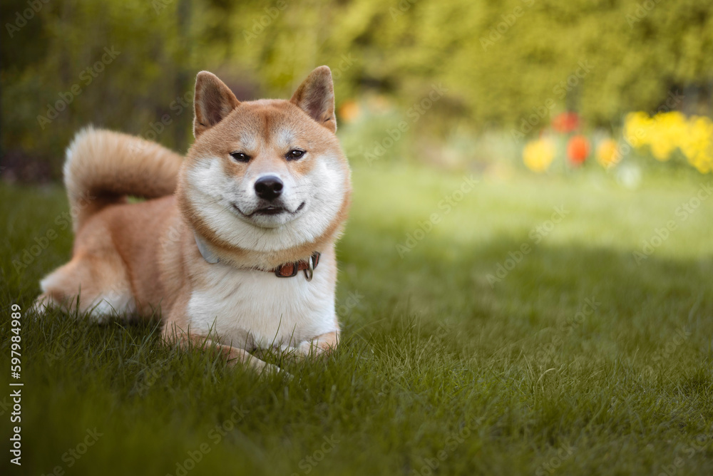 Shiba inu dog is lying on the grass on sunny summer day