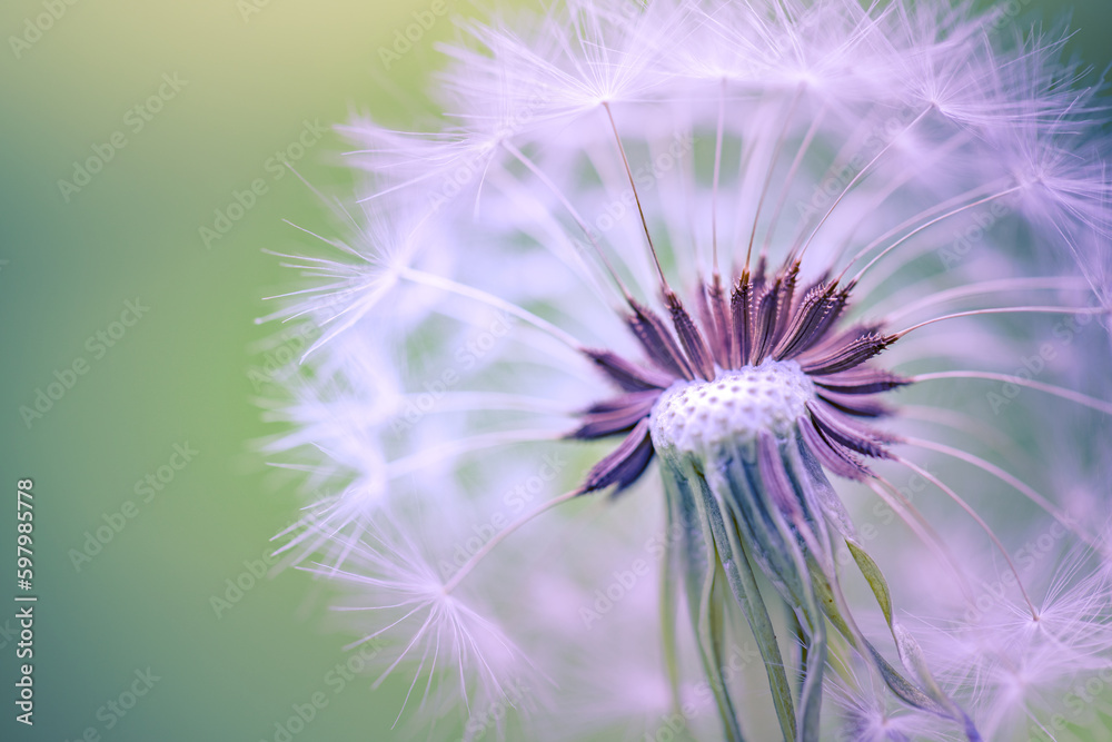 Beauty in nature. Fantasy closeup of dandelion, soft morning sunlight, pastel colors. Peaceful bright blue green blurred lush foliage, dandelion seeds. Macro spring nature, amazing natural flora Beauty in nature. Fantasy closeup of dandelion, soft morning sunlight, pastel colors. Peaceful bright blue green blurred lush foliage, dandelion seeds. Macro spring nature, amazing natural flora