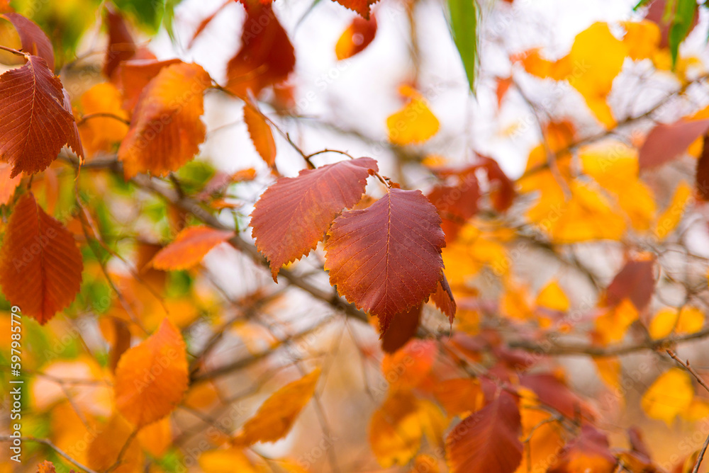 Autumn leaves on the tree. Season of colorful foliage. Autumn leaves on the tree. Season of colorful foliage.
