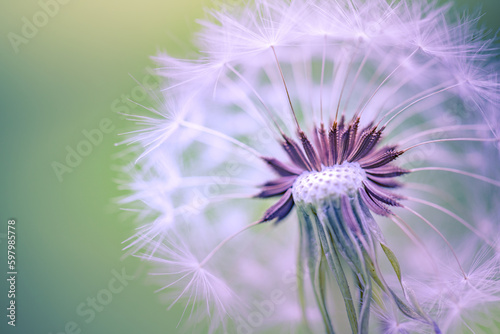 Beauty in nature. Fantasy closeup of dandelion, soft morning sunlight, pastel colors. Peaceful bright blue green blurred lush foliage, dandelion seeds. Macro spring nature, amazing natural flora