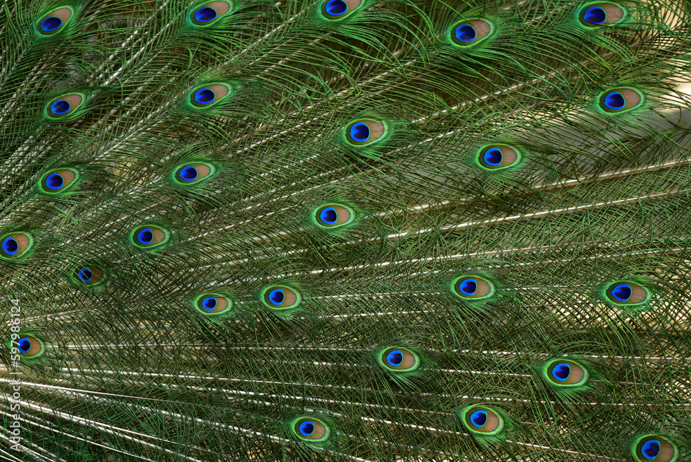 Obraz premium Blue peacock spreading colorful tail feathers at Khon Kaen Zoo, Thailand. Beautiful wildlife concept. Beautiful birds.