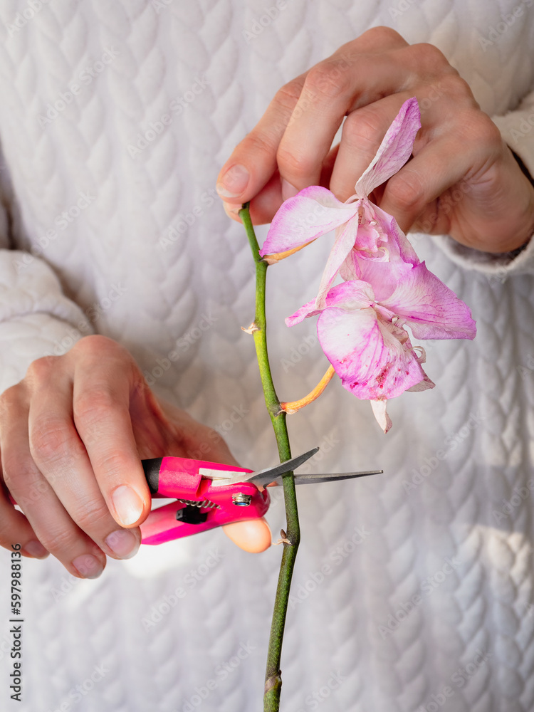 Verical view of pruning damaged orchid flowers with scissors. Home