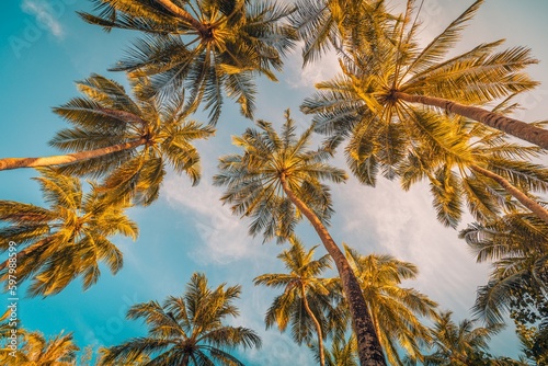 Beautiful nature backdrop. Sunset sky with palm trees leaves. Looking up positive vibes  energy. Inspirational natural summer scene  tropical pattern. Carefree freedom travel  botany plants sunrise