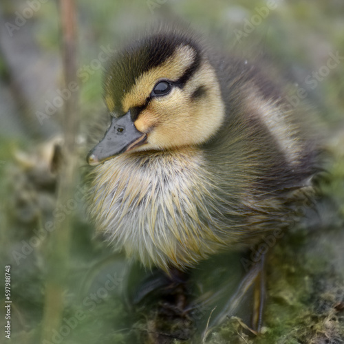 Cute duckling (newborn baby duck) close-up