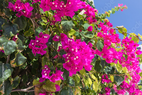 Bougainvillea qlabra growin...