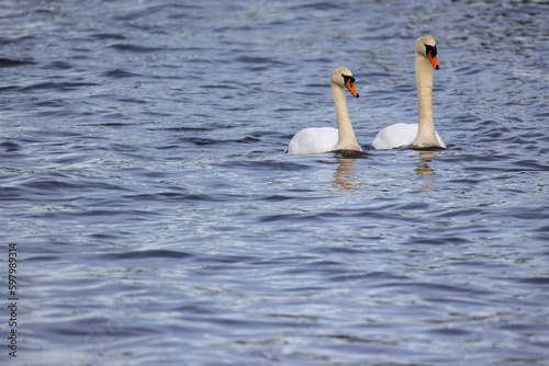 A couple of wild bird mute swans, Cygnus olor, swimming together in the winter on a pond, Belgium, Europe wildlife. High quality photo