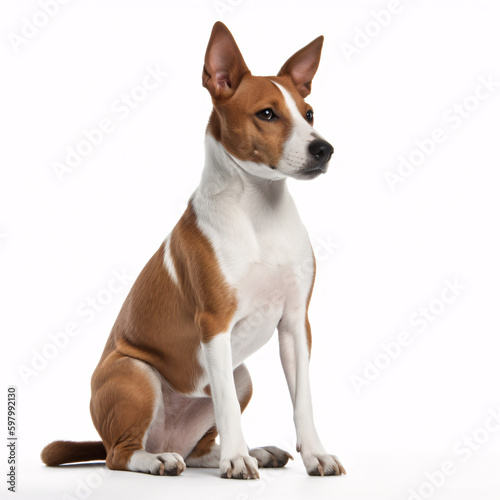 Basenji breed dog isolated on white background © TimeaPeter