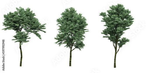 Bold and Beautiful Tree Stunning Greenery, transparent background, 3D rendering, for illustration, digital composition and architecture visualization
