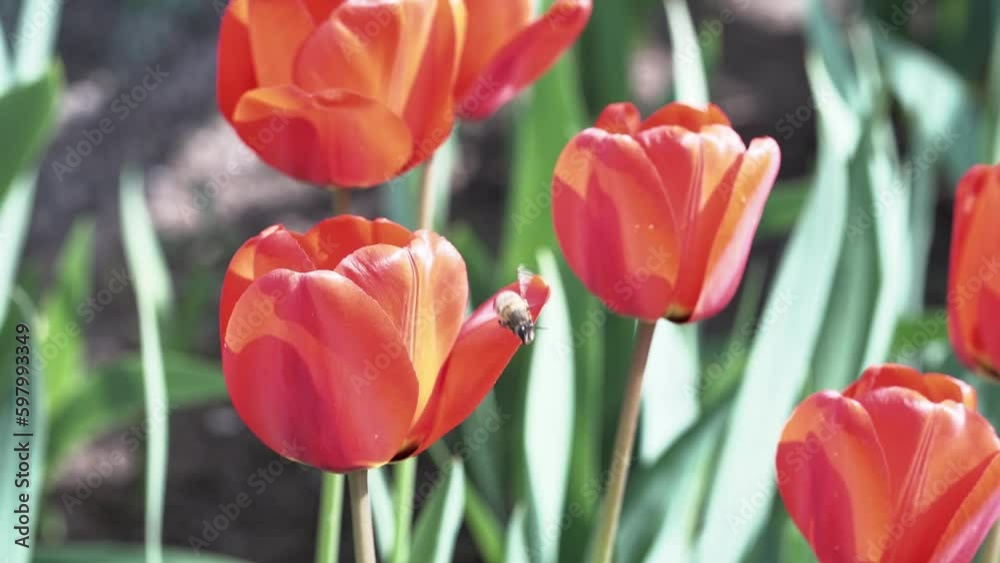 red tulips and a flying bee. spring, flowers in the garden. red tulips and a flying bee. spring, flowers in the garden.