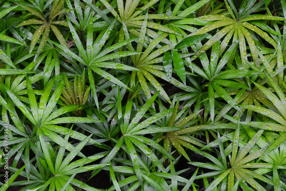 Close-up of plants, macro photography Close-up of plants, macro photography