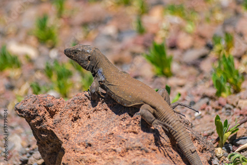 Male Gallot s lizard   Gallotia galloti galloti   on volcanic rock and with green vegetation and rocks background  in the Teide national park  Tenerife  Canary islands