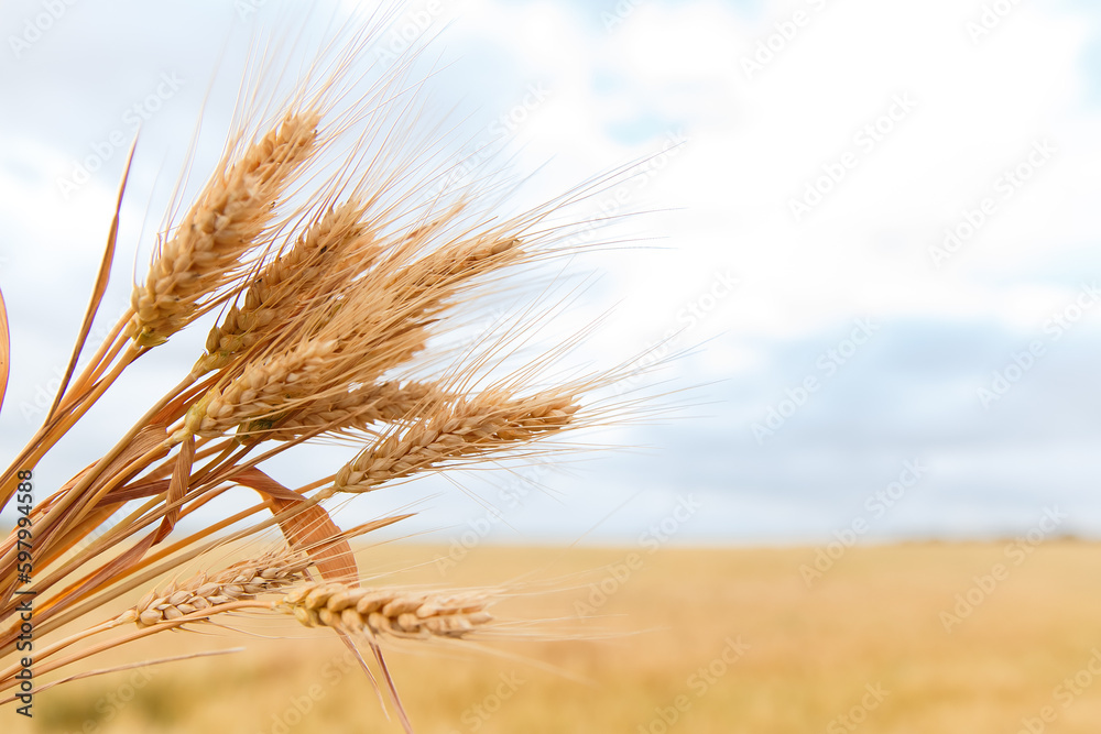 A young girl walking in a wheat field, girl in the field, wheat field, field of spikelets

A young girl walking in a wheat field, girl in the field, wheat field, field of spikelets



