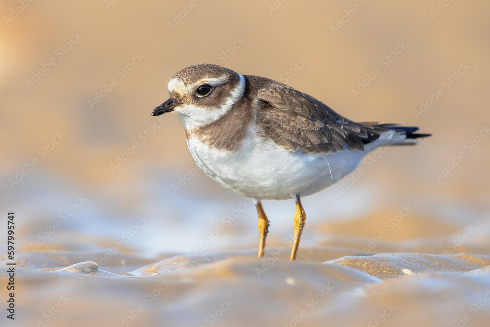 Juvenile Ringed Plover on a beach during migration Juvenile Ringed Plover on a beach during migration