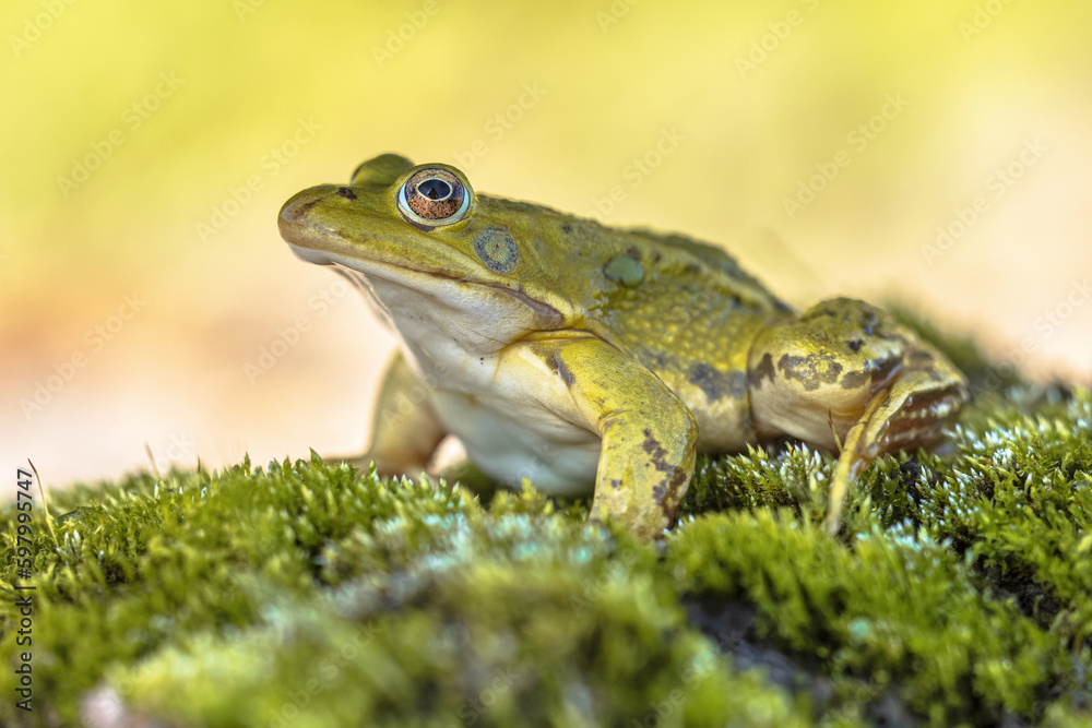 Pool frog with bright blurred background Pool frog with bright blurred background