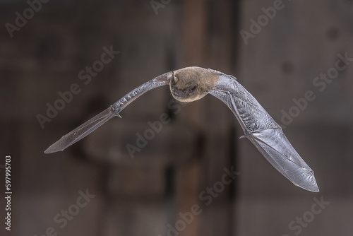 Flying Pipistrelle Bat in darkness