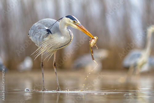 Grey heron hunting for fish in lake photo