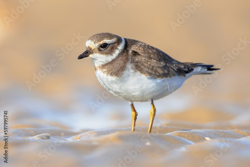 Juvenile Ringed Plover on a beach during migration © creativenature.nl