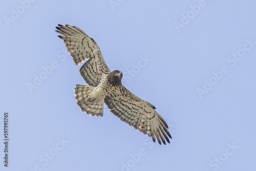 Short-toed Snake Eagle flying on thermals