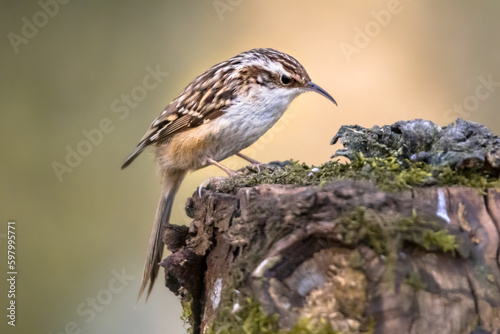 Short-toed treecreeper foraging on tree trunk in forest photo