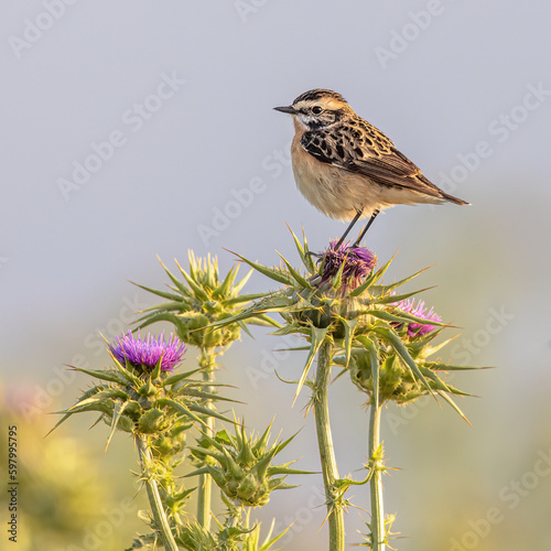 Whinchat perched on thistle photo