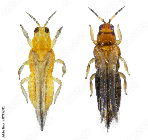 Thrips are minute, slender insect pests of fruit trees. Scirtothrips citri and Thrips hawaiiensis. Isolated on a white background