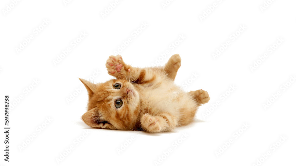 Fototapeta premium Cat is on white background