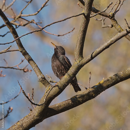 A beautiful starling sits on a tree branch in a spring forest