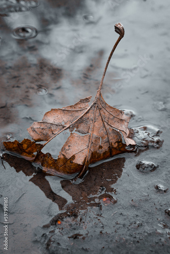 Blatt in der Pfütze