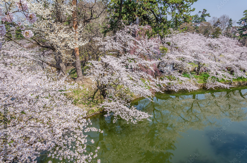 弘前公園の桜、満開 弘前公園の桜、満開
