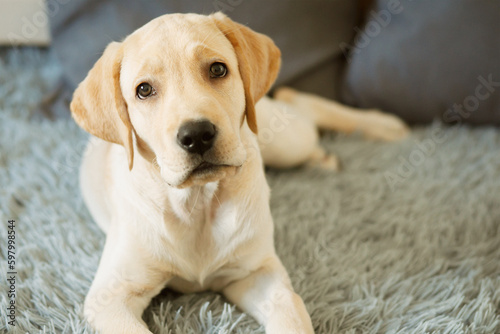 A cute yellow labrador puppy lies on a fleecy bedspread with a surprised look, tilting its head
