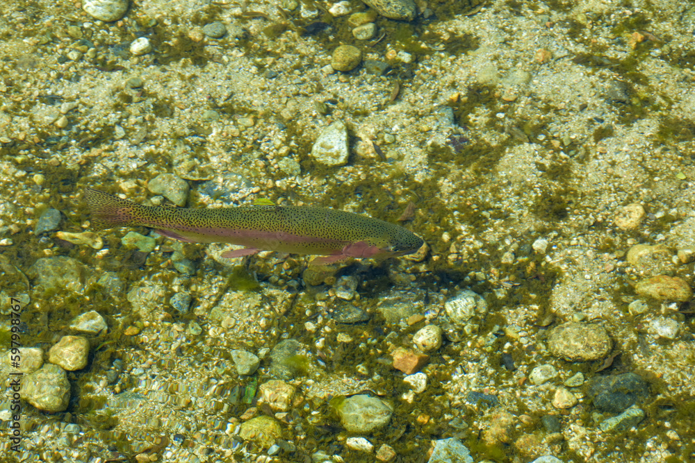 Fototapeta premium 澄んだ池を泳ぐニジマス