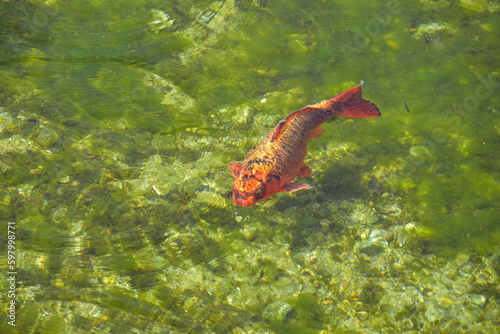 澄んだ池を泳ぐニシキゴイ © FURISHO