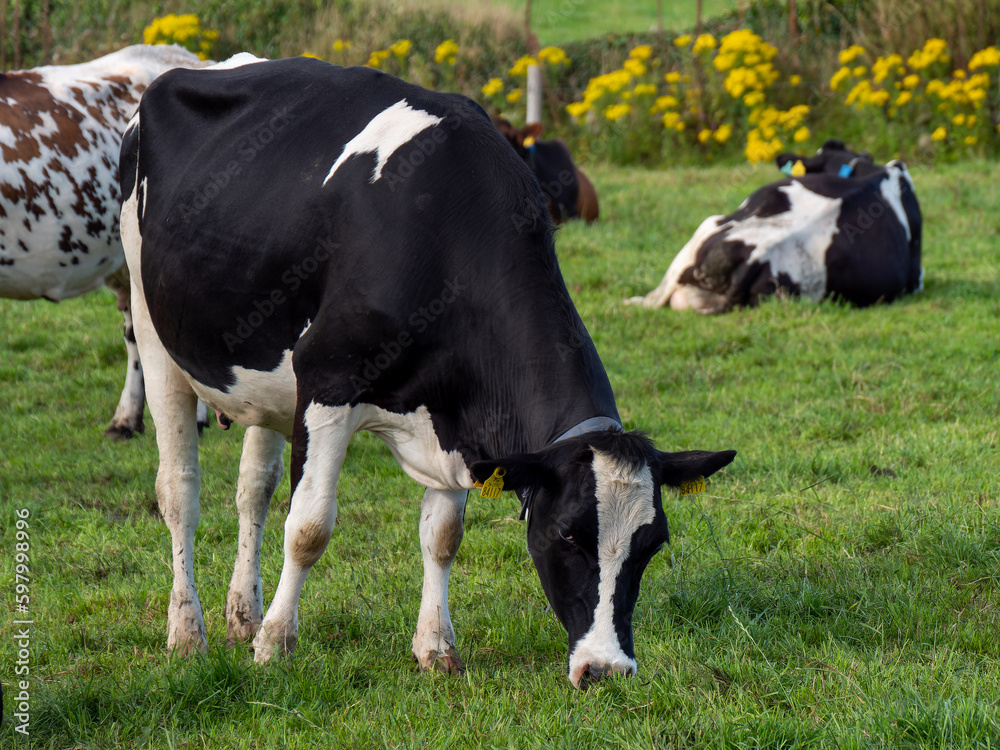 One black and white cow eats grass on an Irish farm field in summer. Agricultural landscape. Grazing cattle on an organic farm field. Black and white cow on green field One black and white cow eats grass on an Irish farm field in summer. Agricultural landscape. Grazing cattle on an organic farm field. Black and white cow on green field