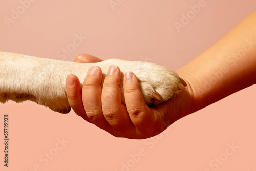 A child's hand holds a white Labrador paw in it, the concept of connection, friendship.