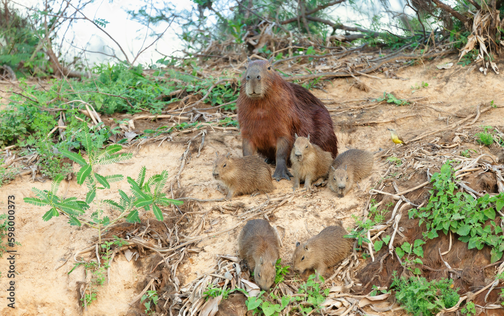 Capybara mother with group of pups sitting on a river bank Capybara mother with group of pups sitting on a river bank