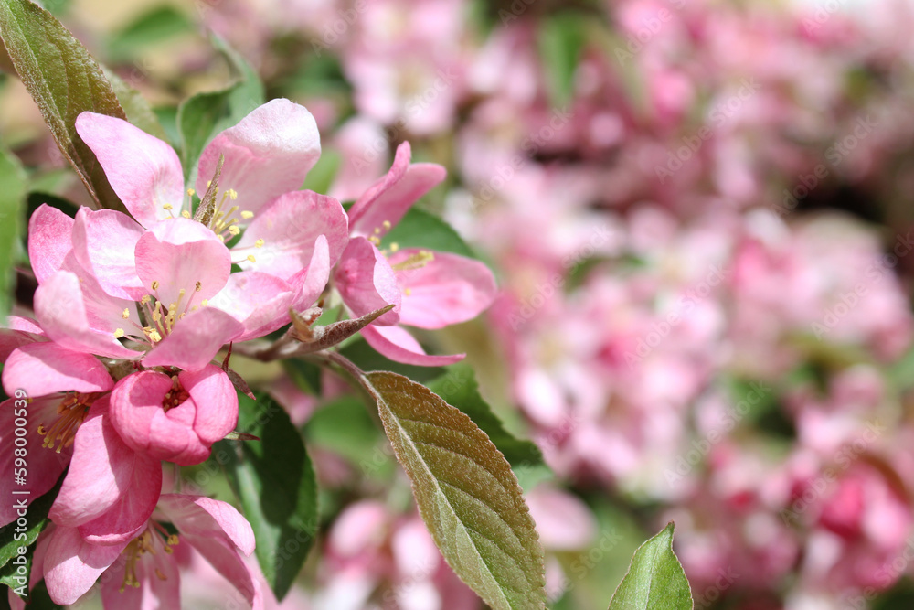 pink blossoming of an apple tree in spring pink blossoming of an apple tree in spring