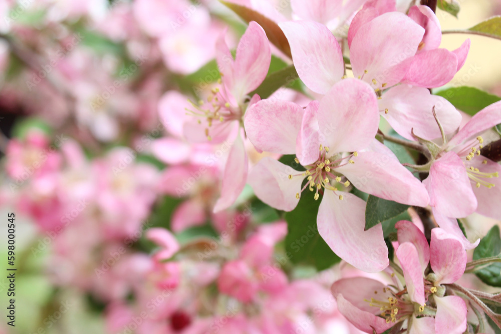 pink blossoming of an apple tree in spring pink blossoming of an apple tree in spring