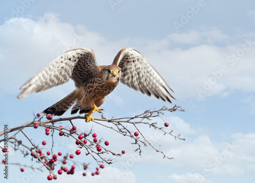 Common kestrel perched on a tree branch with red berries against blue sky