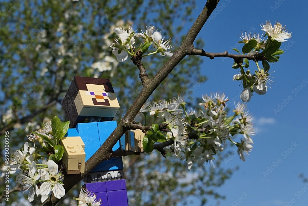 Fototapeta premium LEGO Minecraft large figure of Steve climbing on branch of spring blossoming pear tree, latin name Pyrus, looking happily on scenty flower clusters.