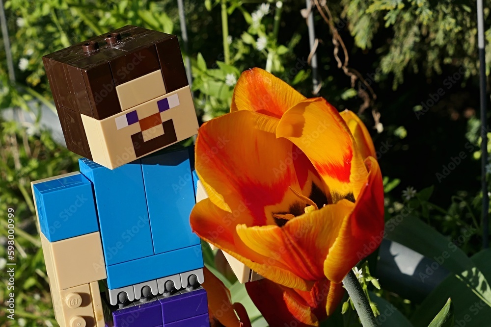 Obraz premium LEGO Minecraft large figure of main character Steve examining beautiful flame-like coloured orange to yellow Didier's Tulip flowers, latin name Tulipa Gesneriana, in spring garden near garden fence.
