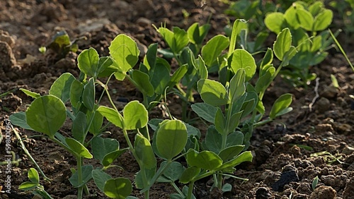 Evolving young pea plants, latin name Pisum Sativum, growing on cultivated garden bed soil in afternoon sunshine. photo