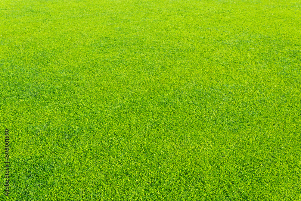 Green grass background texture. Green grass background texture.