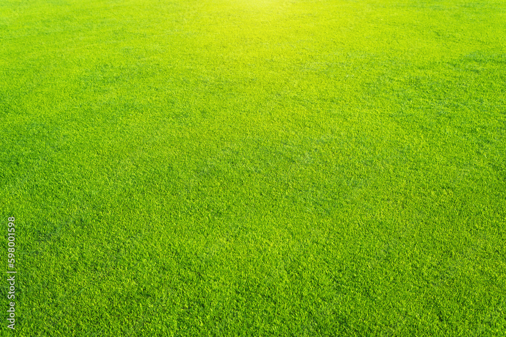 Green grass background texture. Green grass background texture.