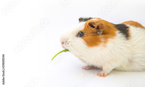 Cute guinea pig eating salad