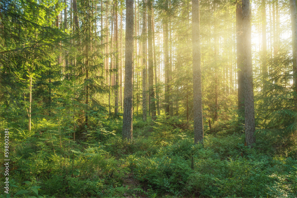 Fototapeta premium Into the sunny forest