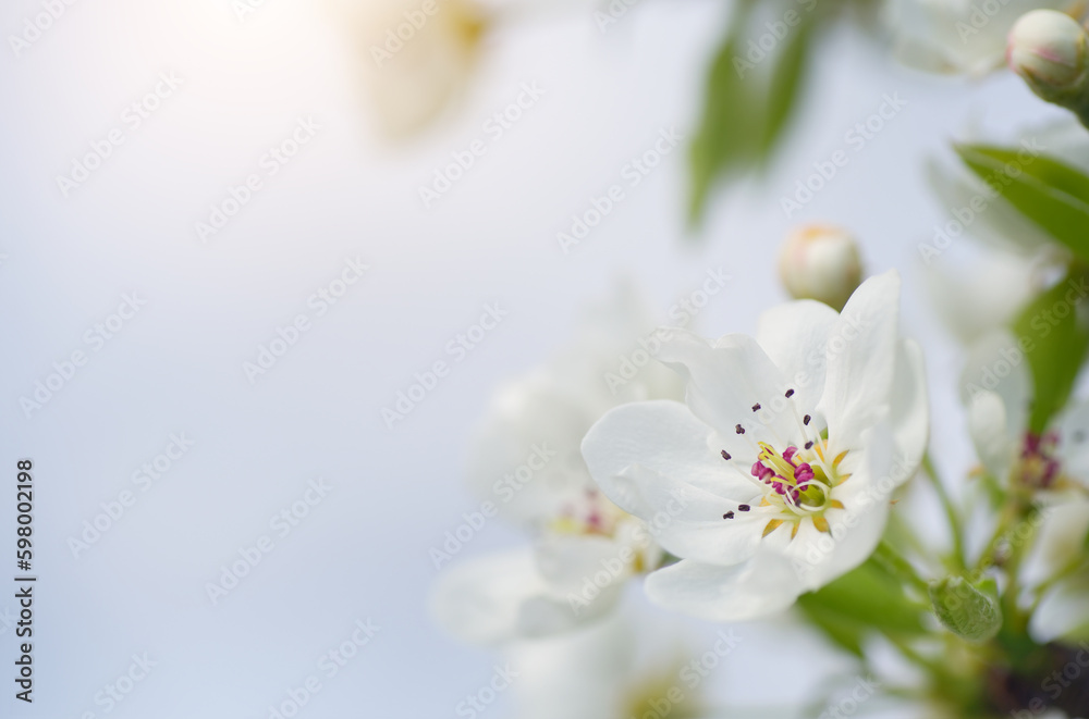 Obraz premium Pear spring flower and bud on tree.