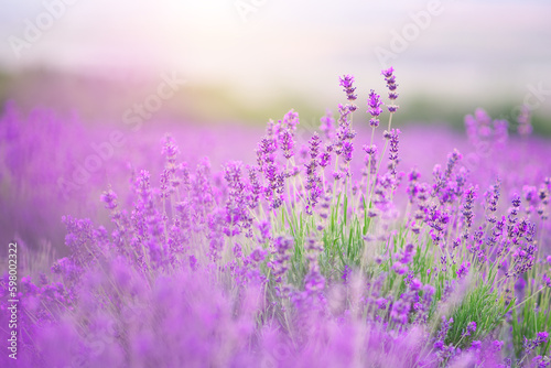 Lavender flowers closeup.