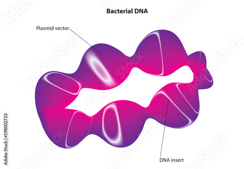 Bacterial DNA (chromosome plus plasmids)